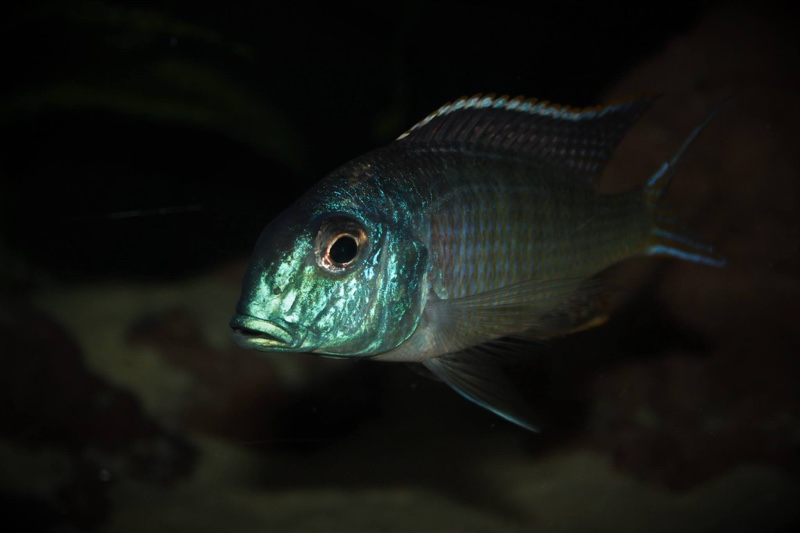 Tramitichromis cf. lituris 'Tanzania'